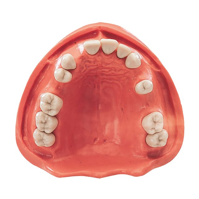Gingiva Modell OK TZ 12N, Stück