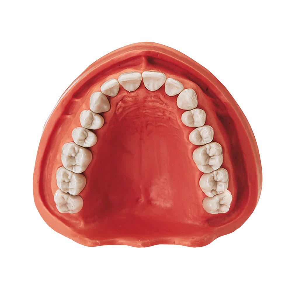 Gingiva Modell OK VZ 16, Stück